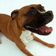 Dogs 101: Boxer