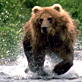 When Animals Strike: Bear Attack Nightmare
