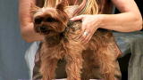 Groomer Has It 2: Pet Massage Pointers