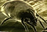 play video on Animal Planet