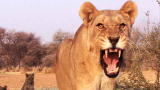 Into the Pride: Into the Lion's Mouth