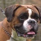 Breed All About It: Boxer