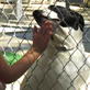 Petfinder: PSA on Volunteering With Shelter Dogs
