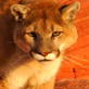 Nature's Perfect Predators: Mountain Lion