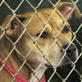 Petfinder: Benefits of Adopting An Older Dog