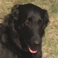 Flat-Coated Retriever