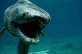 Weird True & Freaky: Frilled Shark Prehistoric Animal F ...