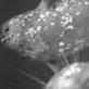 Animals: Seals Filmed Fighting For Air