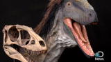 Dinos: Tiny T-Rex-Like Dino Debuts