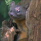 Planet Earth: Forests: Redwood Forest