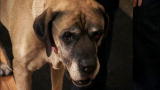 It's Me or the Dog: How to Greet a Blind Dog