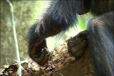 Almost Human: Chimps & Human Tools