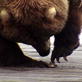 The Grizzly Man Diaries: Timothy Explains Clam-Digging