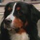 Breed All About It: Bernese Mountain Dog