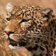 Jaws and Claws: Leopard