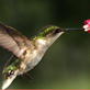Time Warp: Hummingbird Hover