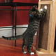 Petfinder: Cat Training
