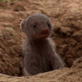 play video on Animal Planet