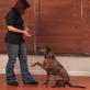 Petfinder: Wave