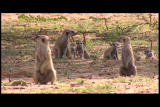 play video on Discovery Channel