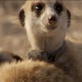 Meerkat Music Videos: Suricatta Song