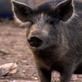 Pig Bomb: Pig Epidemic