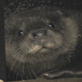 Saving Grace the Otter: Webisode 4
