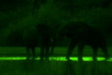 Planet's Best: Night Safari