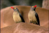 Fooled by Nature: Parasite Peckers