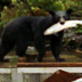 Animal Face-Off: Alligator vs. Black Bear
