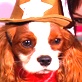 play video on Animal Planet