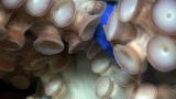 News: Giant Pacific Octopus