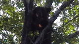 Untamed and Uncut: Wild Bear Stuck in Tree