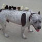 Bissell Pet Games Week 5: Doggy Back Ride!