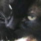 Bissell Pet Games Week 4: Amazing Thumb Sucking Cat
