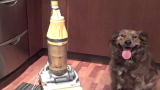 The Daily Treat: Jackson and The Dyson