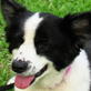 Petfinder: Take a Nap