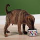 Petfinder: Weight Problems