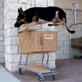 Bissell Pet Games Week 1: Bandit Jumps the Cart