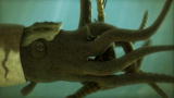 Animal Armageddon: Straight-Shelled Nautiloid