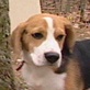 Breed All About It: Beagles
