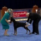 AKC/Eukanuba: Turbo the Doberman Pinscher