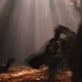 Valley of the T-Rex: Velociraptor