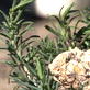 Dinos: On Fossil-Eating Plants