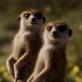 Meerkat Manor: The Next Generation Episode 6