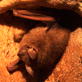 Earth: Caves Saved from Above