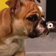 Puppy Bowl :Bowl Moments