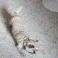 Bissell Pet Games Week 8: Zoey vs. the Red Dot