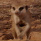 Meerkat Manor: The Next Generation Episode 5