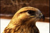Dinosaur Feather Mystery Clips: Contour Feathers
